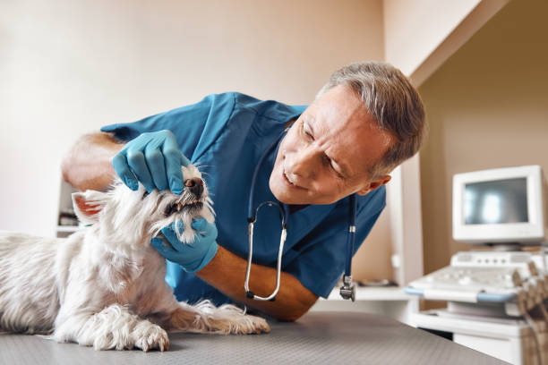 Best Mobile Emergency Dentist in Clinton, TN
